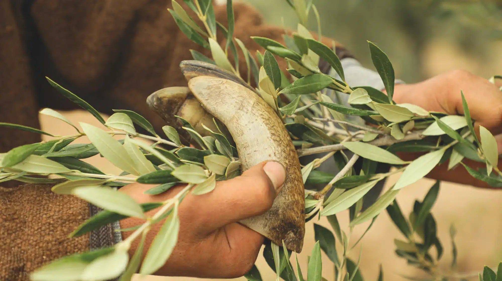 azizit organic olive oil